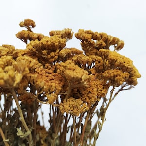 Cacho de caules de MINI Yarrow secos de cor natural - Suprimentos para floristas - Grinaldas - Buquês