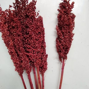 Dried Indian Corn Flower Red - Home Decoration - Rustic Bouquets - Wedding