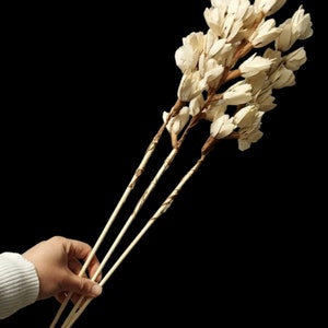 Puede incluir: Un ramo de flores blancas secas con tallos marrones. Las flores están dispuestas en un ramo y están sostenidas por una mano.