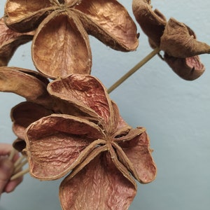 5 x Dried Natural Land Lotus Pods Stemmed - Dried Land Lotus Pods - Natural Decor - Rustic Decor - Land Lotus Flower Arrangement