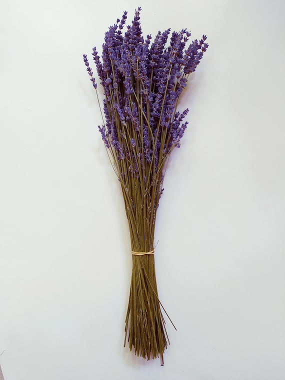 Getrocknete Franzosische Lavendel Naturliche Dunkelblau Bund Etsy