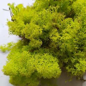PRESERVED Reindeer Moss Spring Green - 100g