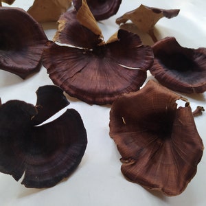 20 x Dried Golden Mushrooms - Assorted Size - Home Decoration - Rustic Bouquets - Wreaths