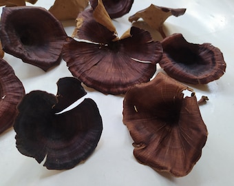 Funghi dorati essiccati - Decorazioni naturali essiccate - Decorazioni per la casa a tema bosco - Materiali per il fai da te - 20 pezzi