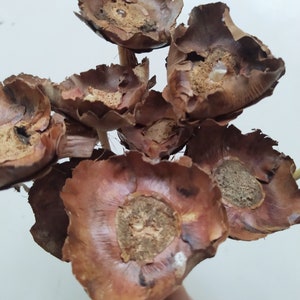 Cappucci di palma secchi con gambo - Decorazione floreale e artigianale naturale