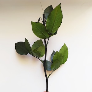 Preserved Rose Stem: Wedding Flower Supplies, Home Decor (35cm)