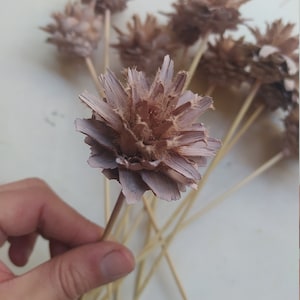 10 x Dried Leucadendron Plumosum Cones Dusty Pink Color - Stemmed - Wedding Flowers - Bridal Bouquets - Floral Arrangement
