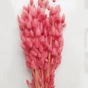 Dried Bunny Tail Grass CORAL Bunch - Wedding Decoration - Rustic Bouquets - Wreaths - 80-100 STEMS!