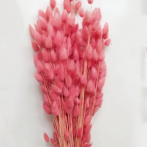 Dried Bunny Tail Grass CORAL Bunch - Wedding Decoration - Rustic Bouquets - Wreaths - 80-100 STEMS!