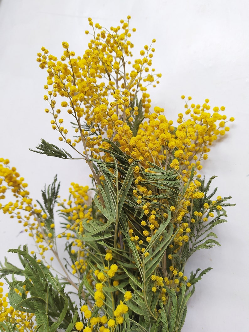 Dried Mimosa Myrandol Natural Yellow Bunch Wedding Etsy UK