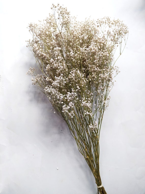 Dried Baby's Breath Bunch