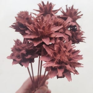 10 x Dried Leucadendron Plumosum Cones CHOCOLATE Color - Stemmed - Wedding Flowers - Bridal Bouquets - Floral Arrangement