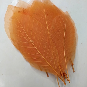 40 Orange Skeleton Leaves: Rustic Wedding & Floral Decor