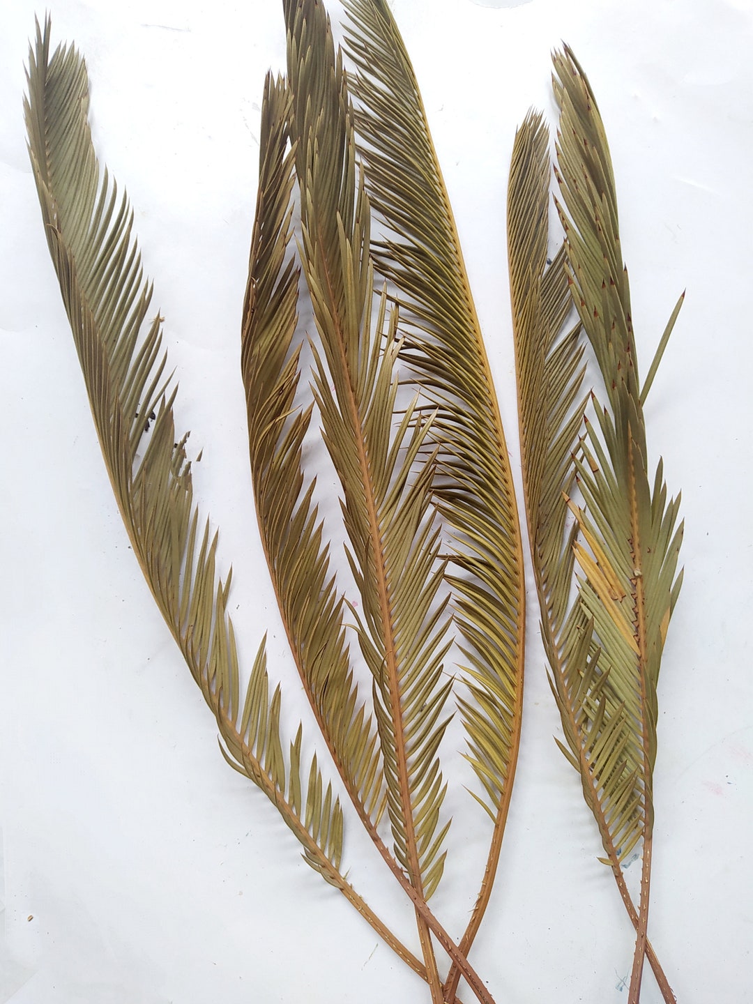 6 X Dried Natural THIN Cycas Palm Leaves Exotic Decoration Beach ...