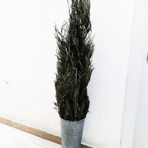 60&quot; Preserved Thuja Topiary Tree - FREE SHIPPING