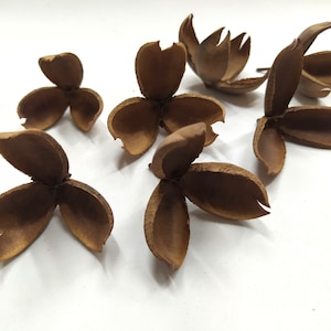 50 x Dried Chigarasi Pods - Natural Floral And Craft - Decoration