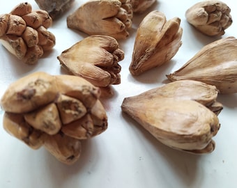 20 Natural Dried Keya Pods - Rustic Decor Arrangement