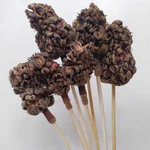 6 x Dried Magnolia Pods Natural Stemmed - Exotic Decoration - Fall Decoration - Wreaths - Weddings