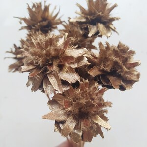 10 x Dried Leucadendron Plumosum Cones GOLD Color - Stemmed - Wedding Flowers - Bridal Bouquets - Floral Arrangement