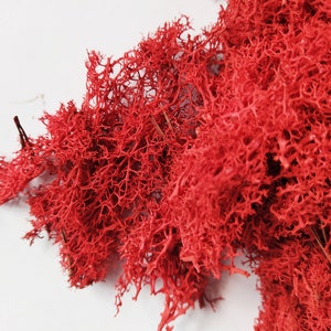 PRESERVED Reindeer Moss Red - 100g