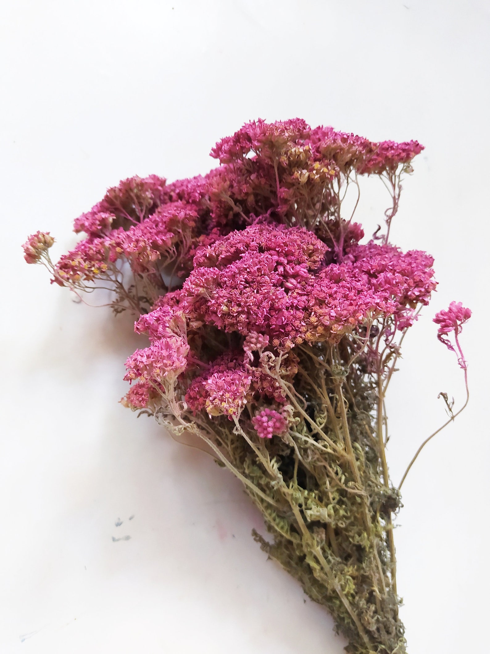Dried Hot Pink Yarrow Bunch Color Enhanced Rustic Etsy