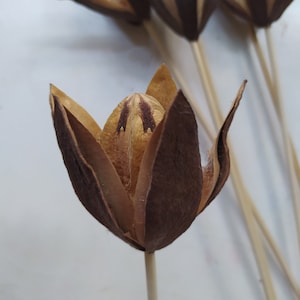 6 x Dried Lily Flowers Stemmed - Natural Floral And Craft - Decoration