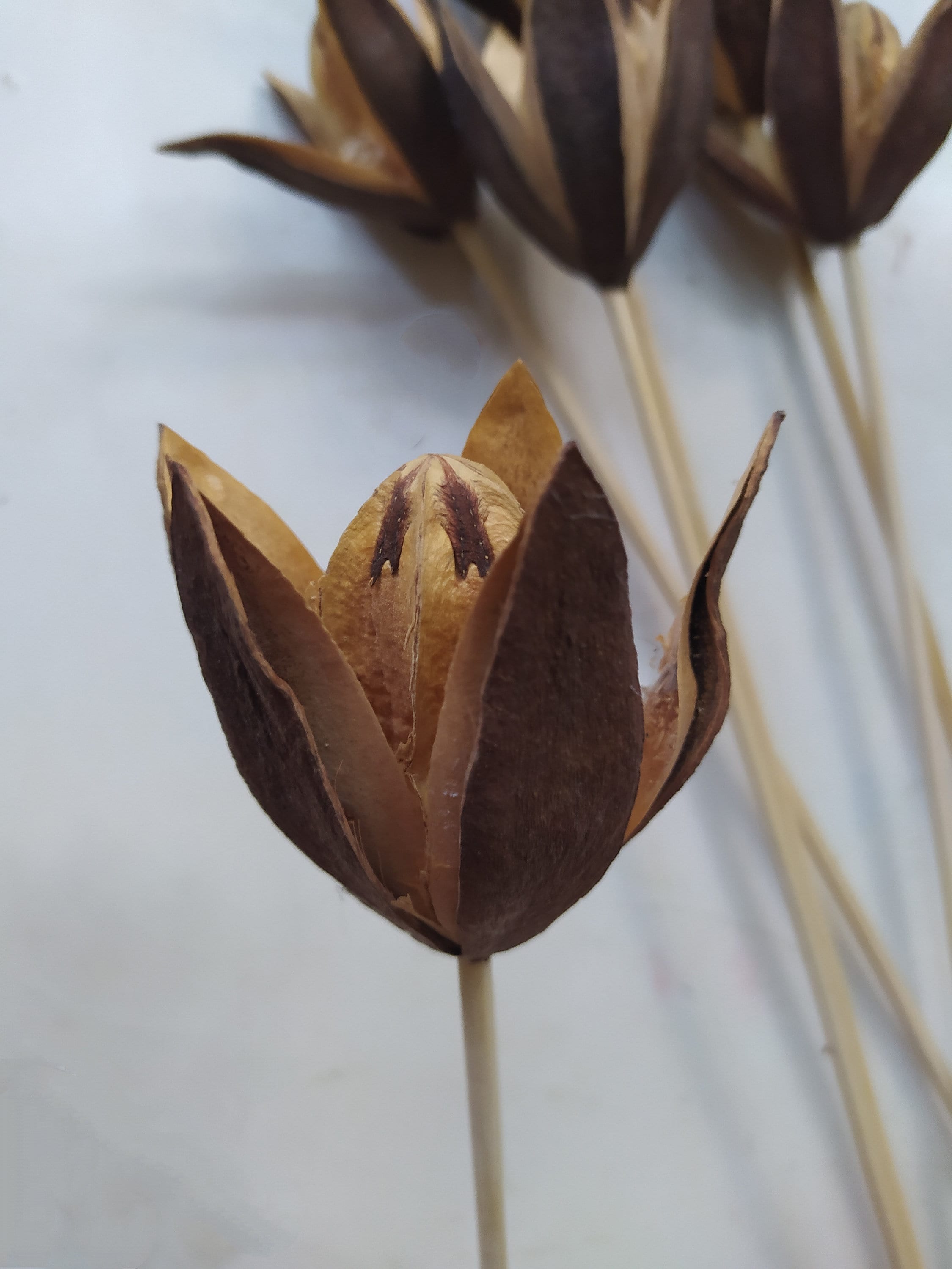 monstera thai constellation for sale Monstera Deliciosa Thai Constellation Platinum (wk41-B)