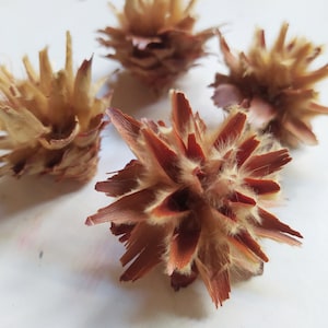 20 x Dried Leucadendron Plumosum Heads Cones Natural Color - Wedding Flowers - Bridal Bouquets - Floral Arrangement