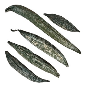 5 x Dried Green Armenian Cucumbers - Colored - Exotic Decoration - Floral Arrangements