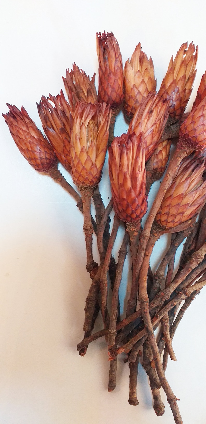 WHOLESALE 25 X Dried Protea Obdocifolia Natural With Stem Etsy