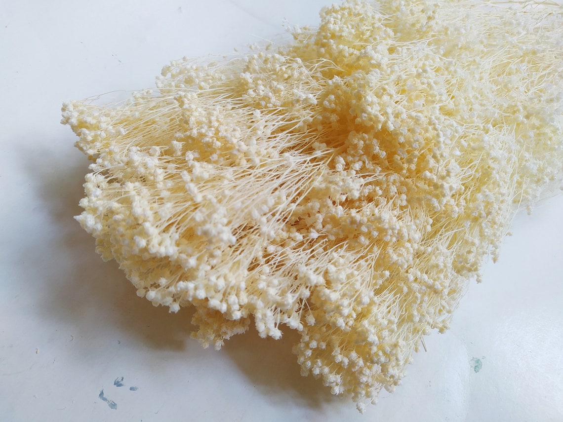 Dried Bloom Broom Bunch BLEACHED Home Decoration Rustic Etsy