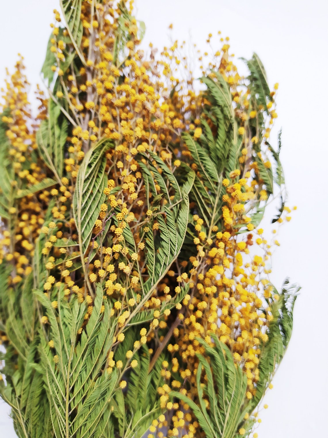 Dried Mimosa Myrandol Natural Yellow Bunch Wedding Etsy