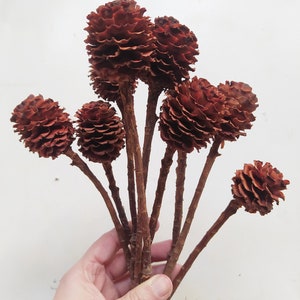 May include: A bunch of brown dried pine cones with stems attached, held in a hand.