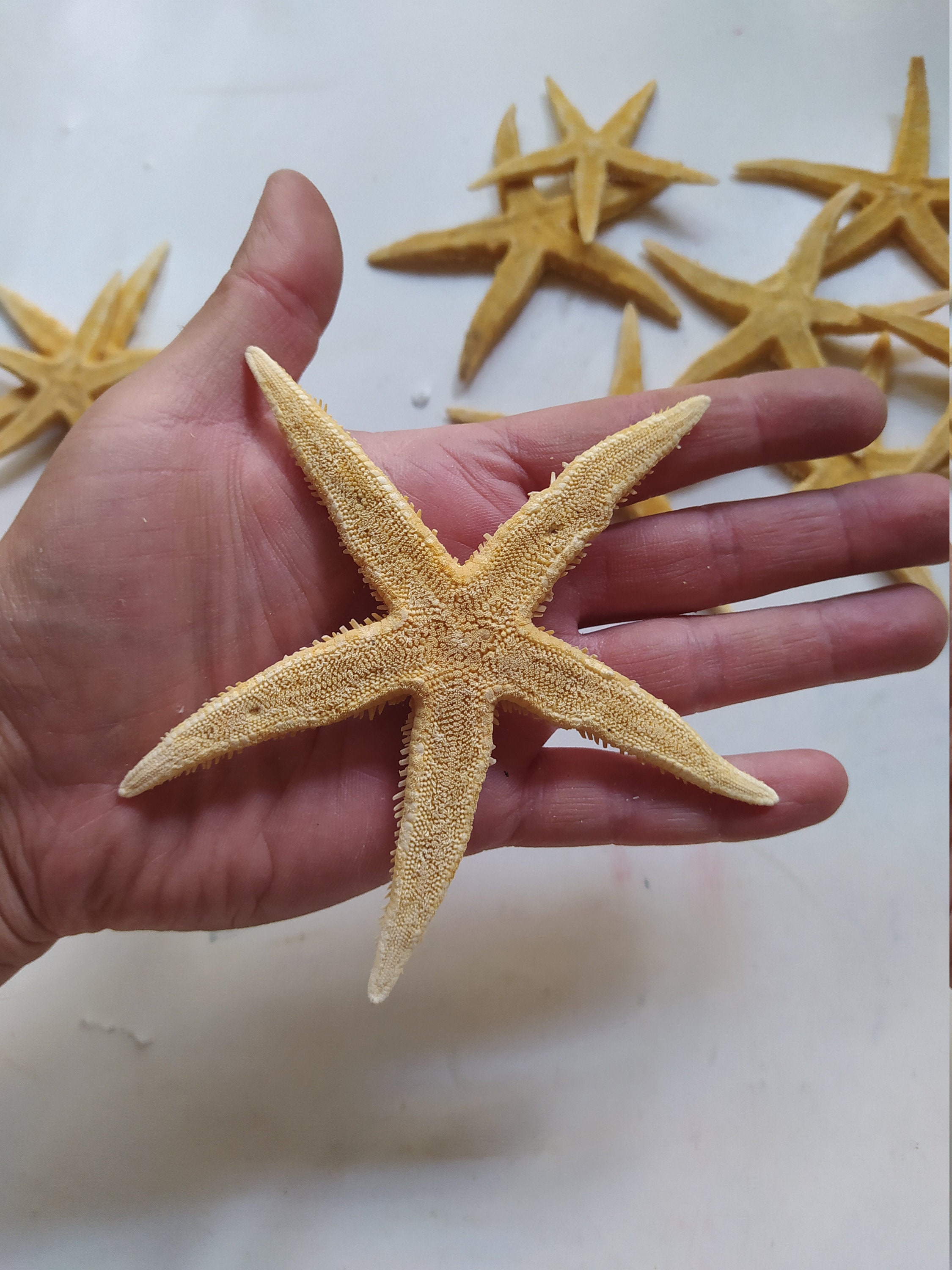 3 estrellas de mar de la selva extra grandes de 7 a 8 pulgadas secas playa  boda manualidades decoración estrella de mar lindo náutico costero