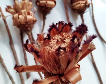 12 x Dried  Protea Neriifolia Stems Natural - Exotic Decoration - Rustic Bouquets - Wreaths