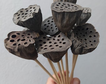 20 Dried Natural Lotus Pods on Stems: Rustic Floral Decor