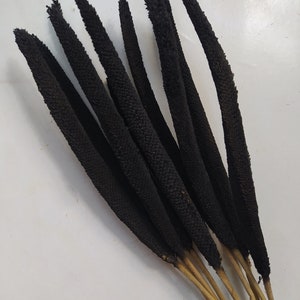 Puede incluir: Un manojo de tallos de mijo negro con tallos marrones. Los tallos son largos y delgados, y están dispuestos en forma de abanico.