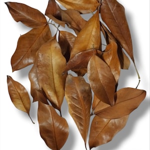 20 x Natural Magnolia Leaves - For crafts - Home Decoration - Floral Arrangement