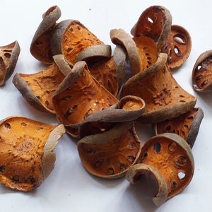 Bell Slices - Natural Color - Winter  Decoration - Pack Of 500g