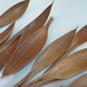 20 x Dried Palm Paddles - Natural Color - Exotic Decoration - Floral Arrangements