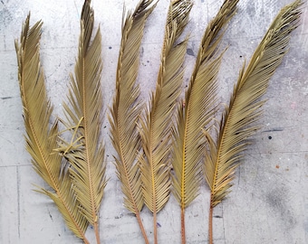 Dried Cycas Palm Leaves – Natural Tropical Decor, Floral Arrangements, DIY Crafts