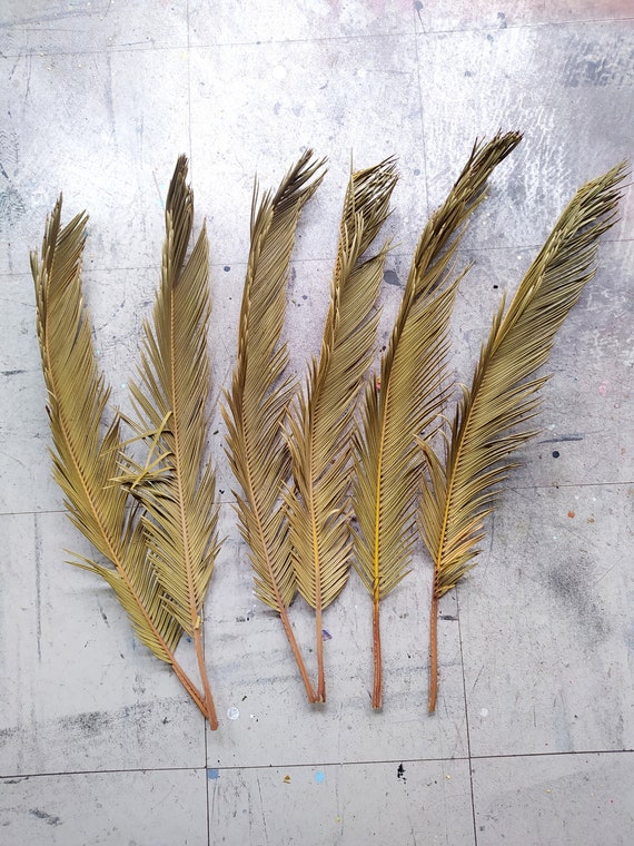 Getrocknete Cycas-Palmenblätter – Natürliche tropische Dekoration, Blumenarrangements, DIY-Bastelarbeiten