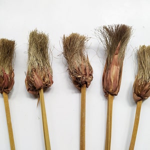 Dried Papyrus Brush Bunch Natural - Wedding Decoration - Rustic Bouquets - Wreaths
