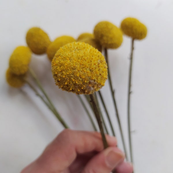 Dried LARGE Flower Craspedia - Billy Balls - Wedding Bouquet - Home Decor