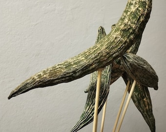 5 x Dried Green Armenian Cucumbers Stemmed - Colored - Exotic Decoration - Floral Arrangements