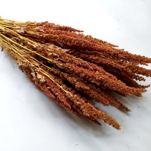 Dried Natural Fall Colour Amaranthus Bunch - Wedding Decoration - Rustic Bouquets - Wreaths