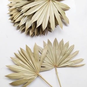 5 x Dried Palm Sun Spear Natural - Exotic Decoration - Fall Decoration - Wreaths - Weddings