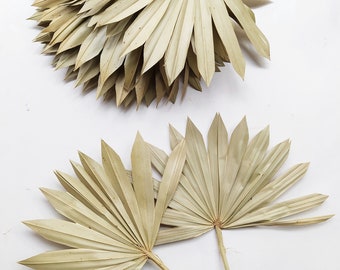 5 x Dried Palm Sun Spear Natural - Exotic Decoration - Fall Decoration - Wreaths - Weddings