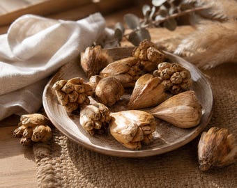 20 baccelli di Keya essiccati naturali - Composizione decorativa rustica