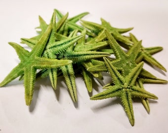 Dried MINI Olive Green Starfish Colored - Wedding Decoration - Crafting - Wreaths - Pack Of 50